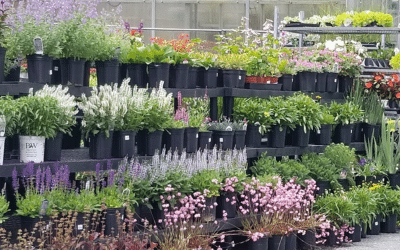 Decoding Annuals vs Perennials: What’s Right for Your Garden?