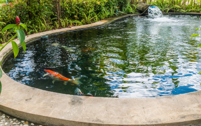 Summer Pond Care: Your Guide to a Healthy Water Feature