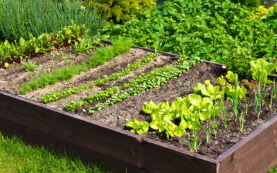 When to Plant Summer Vegetables: Your Ultimate Guide
