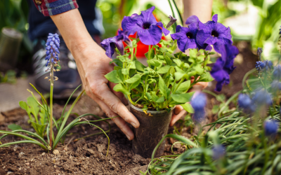 Low Maintenance Garden Ideas: Transform Your Outdoor Space with Ease