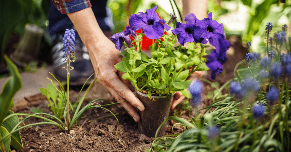 Low Maintenance Garden Ideas: Transform Your Space