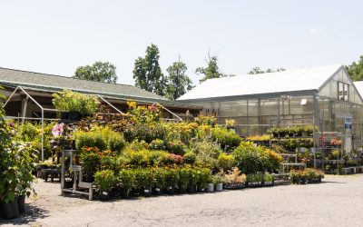 Why Choosing a Local Plant Nursery Makes All the Difference for Your Garden