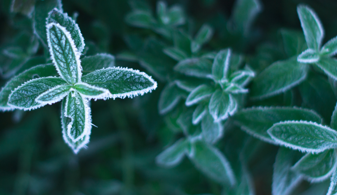 How to Protect Plants from an Early Frost: A Complete Guide