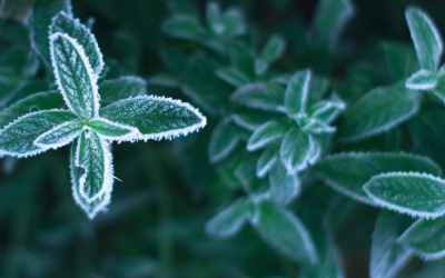 How to Protect Plants from an Early Frost: A Complete Guide
