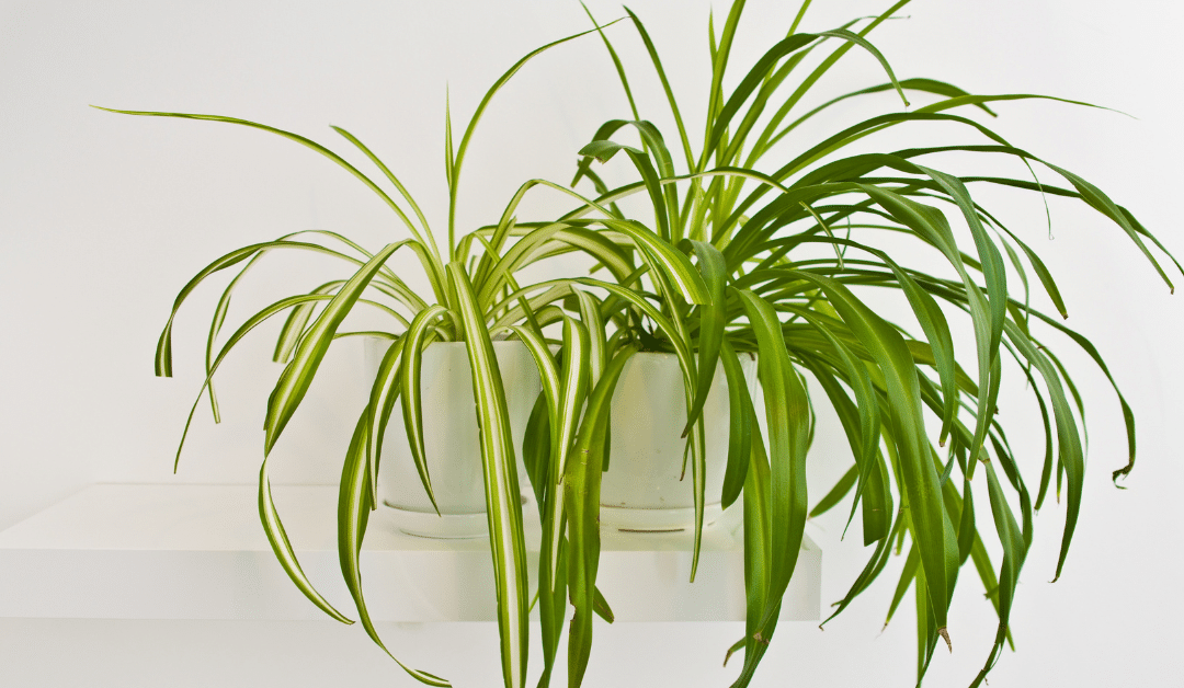 Spider Plant Care 101: A Beginner’s Guide for PA Homes