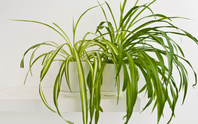 Spider Plant Care 101: A Beginner’s Guide for PA Homes
