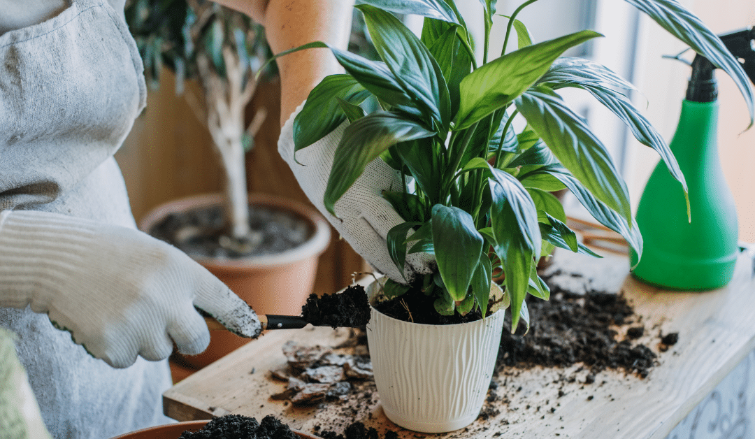 Seasonal House Plant Care: Adjusting for Fall and Winter