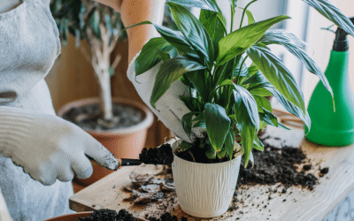 Seasonal House Plant Care: Adjusting for Fall and Winter