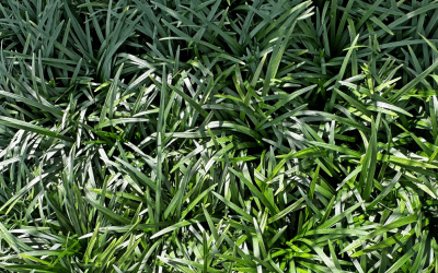 The Best Ground Cover Plants That Thrive in Shade