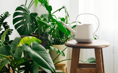 Best Indoor Plants For Beginners to Start Your Collection