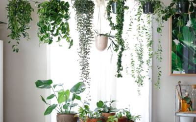 Hanging Plants That Instantly Elevate Indoor Spaces