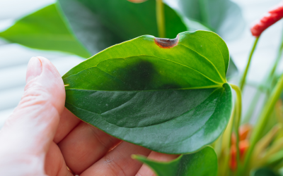 10 Most Common House Plant Problems and How to Fix Them